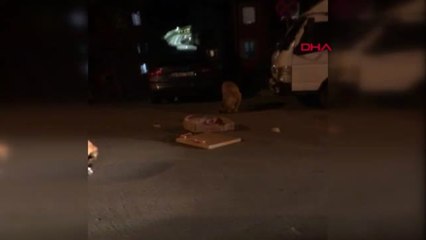 İSTANBUL- HAYVANSEVER KADINDAN, 'SOKAKLARDA KÖPEKLERİ BESLİYORUM DİYE DÖVDÜLER' İDDİASI