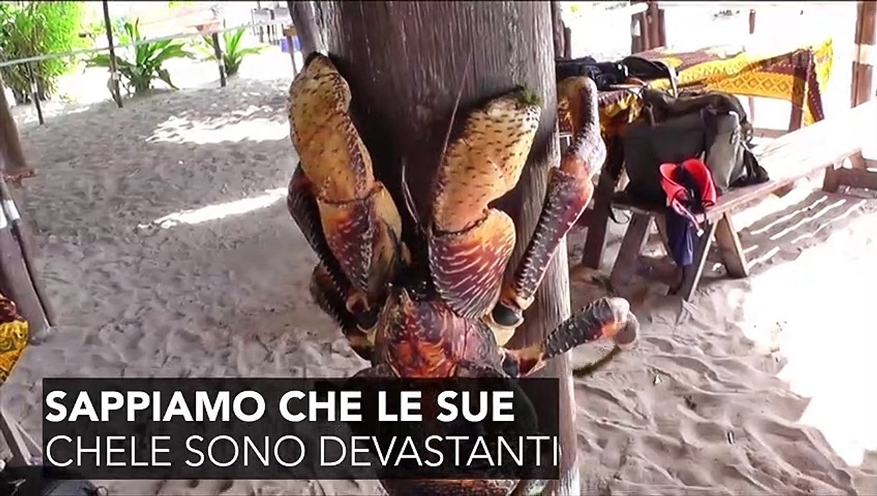 Un granchio del cocco attacca un uccello