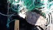 Salva a dos tortugas enredadas en cuerdas de una muerte inminente en el Porís