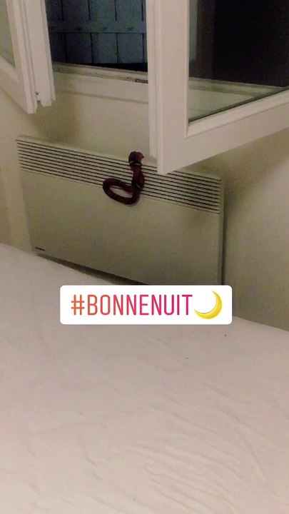 Castres : voilà la couleuvre confondue avec un serpent corail