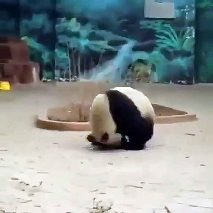 Le jeu de ce panda va prendre une tournure très marrante. Regardez jusqu'à la fin !