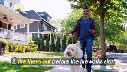 5 Ways to Take Care of Your Pet During Fireworks