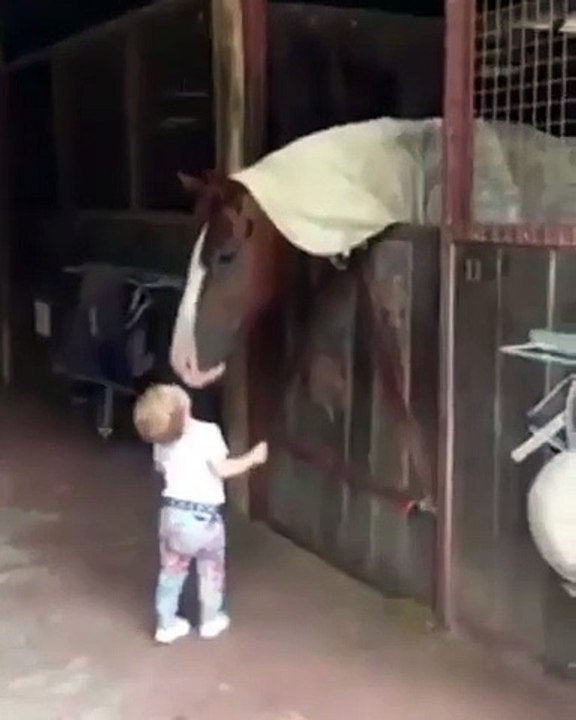 Ce petit garçon caresse et donne des bisous aux chevaux dans une écurie. Adorable !