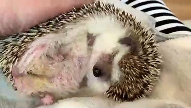 Cet hérisson apprécie qu'on lui masse le dos. Regardez sa réaction !