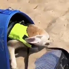 Vous adoreriez avoir un chiot comme ça chez vous. Trop cute !