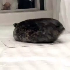 Adorable ! Ce phoque est tellement hypnotisant !