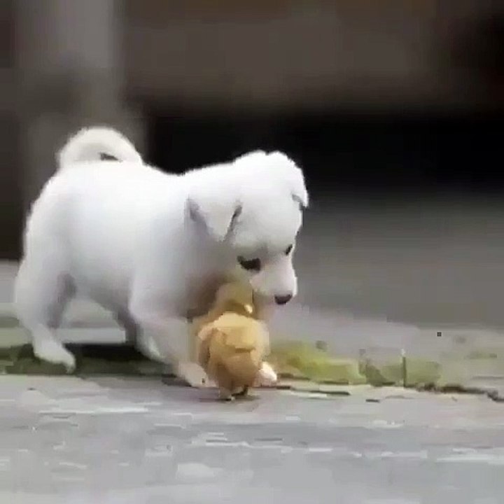 Ce chiot adore s'amuser avec des poussins. Trop chou !
