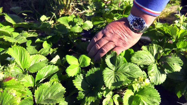 Actus : La CUD mise sur le bio et le local - 03 Juillet 2019