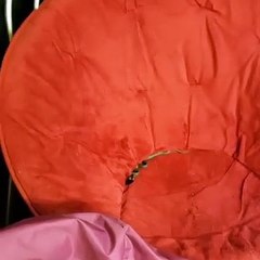 Un petit cobra en colère a échappé de sa cage ! A absolument voir !