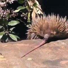 Cet Échidné va vous surprendre avec sa langue. Regardez !