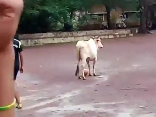 Download Video: Cette vache joue au foot peut-être mieux que Messi