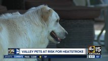 Extreme heat and its impact on your pets, according to a veterinarian
