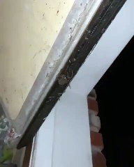 Cet araignée est tout simplement captivante. Regardez jusqu'à la fin !