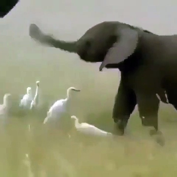 Ce Bebe Elephant S Amusant Avec Sa Trompe Est Trop Chou Admirez Video Dailymotion