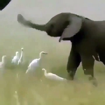 Ce bébé éléphant s'amusant avec sa trompe est trop chou ! Admirez !