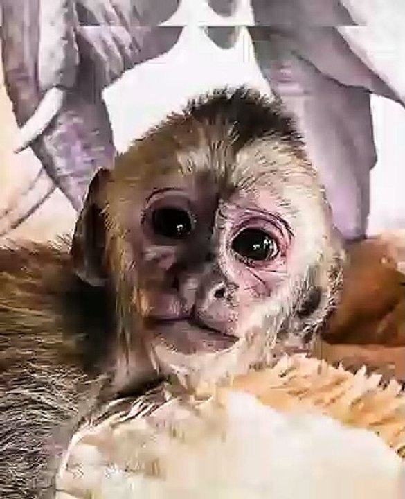 Ce mignon petit bébé singe va vous faire fondre. Trop cute !