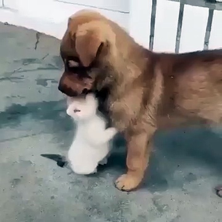 Quand un chaton se trouve un nouveau meilleur ami, voici ce que ça donne !