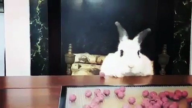 Hilarant ! Regardez ce que cette lapine maladroite va faire à son repas!