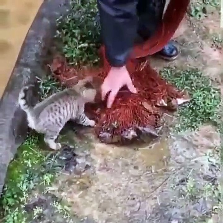 Une chatte veut qu'on lui donne un poisson et elle fait tout pour en avoir. Trop drôle !