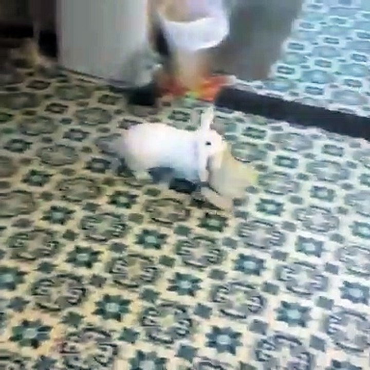 Cet adorable lapereau court partout avec son ours en peluche. Trop chou !