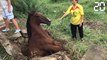 Ils ont tout donné pour sauver ce cheval - Le Rewind du Mercredi 03 Juillet 2019