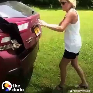 Chaque fois que ce chien voit de l'eau, il y plonge comme une fusée ! Trop drôle !