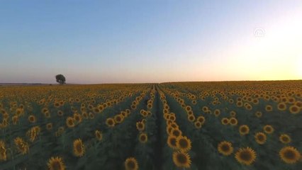 Fotoğraf tutkunlarına bir tarla bir telefon yetiyor