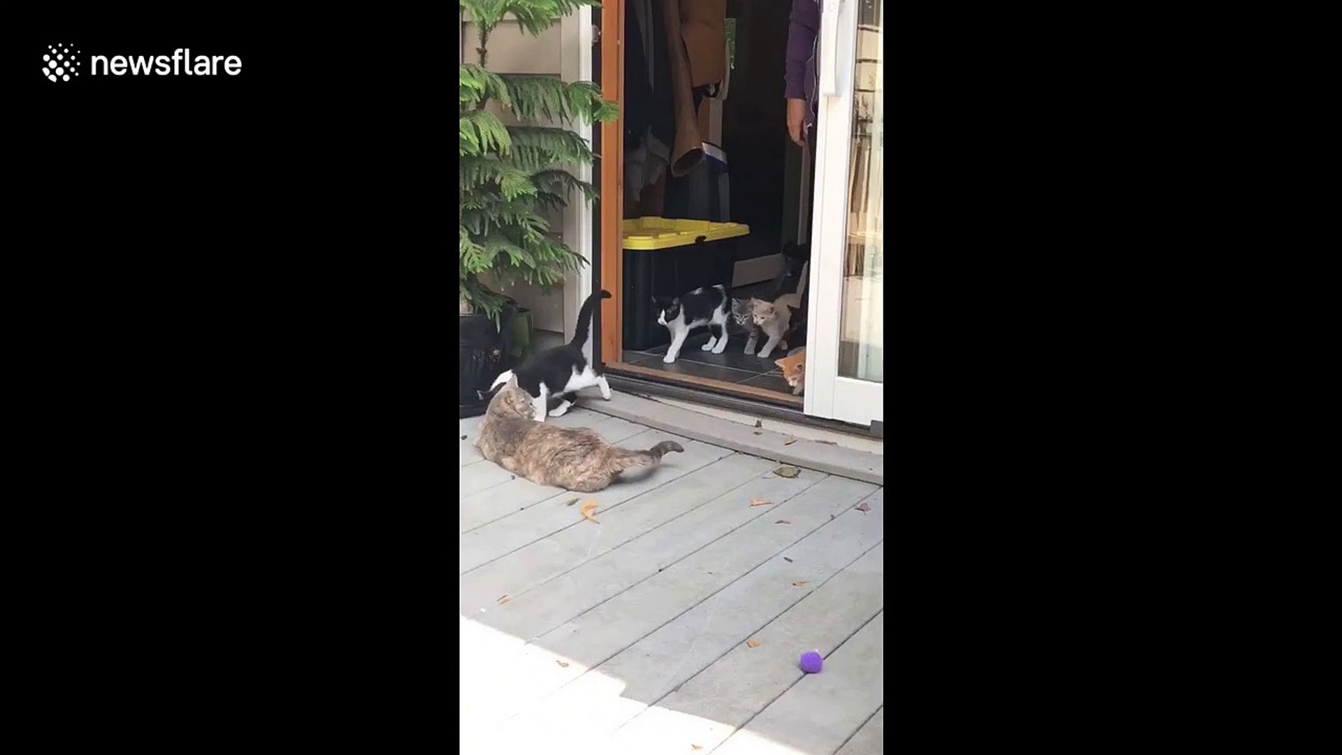 ⁣US woman releases 16 foster kittens into her garden in Iowa