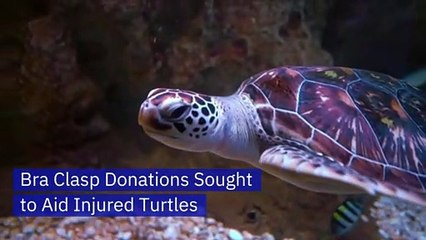 Bra Clasp Donations Sought to Aid Injured Turtles