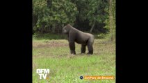 Deux gorilles du zoo de Beauval ont été réintroduites dans leur milieu naturel au Gabon