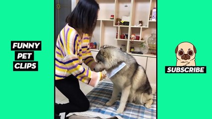 Tik Tok Pets  Funny Cute Animals #22