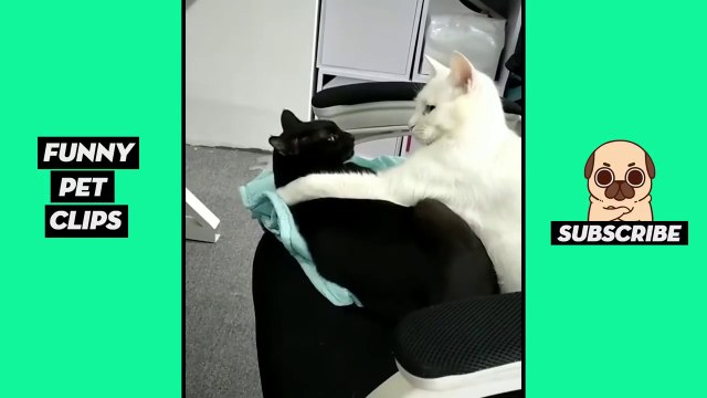 Tik Tok Pets Funny Cute Animals #26
