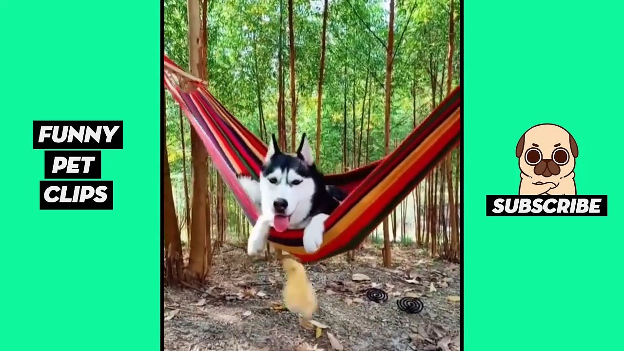 Tik Tok Pets  Funny Cute Animals #29