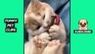 Tik Tok Pets  Funny Cute Animals #30