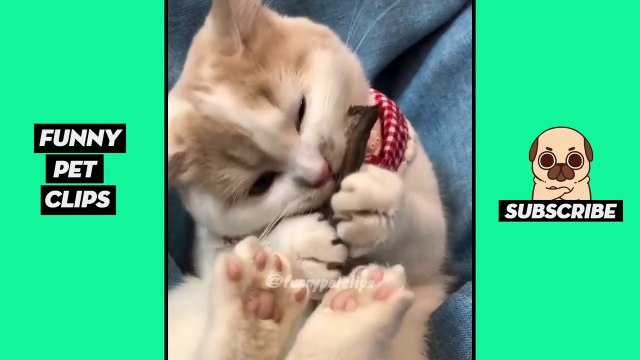 Tik Tok Pets Funny Cute Animals #30