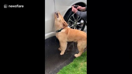 Playful puppy bites at water hose interrupting owner cleaning car in Canada