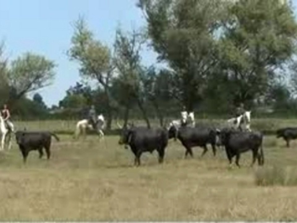 Sortie en manade de taureaux
