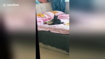 Chinese woman catches her cats hugging on her bed