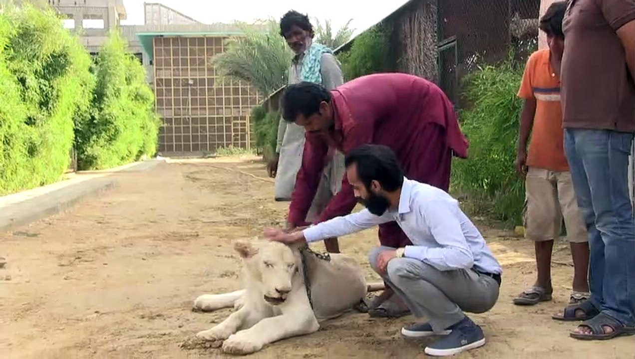 Ricos criam leões como animais de estimação no...