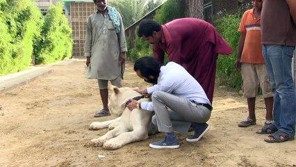 Ricos criam leões como animais de estimação no Paquistão