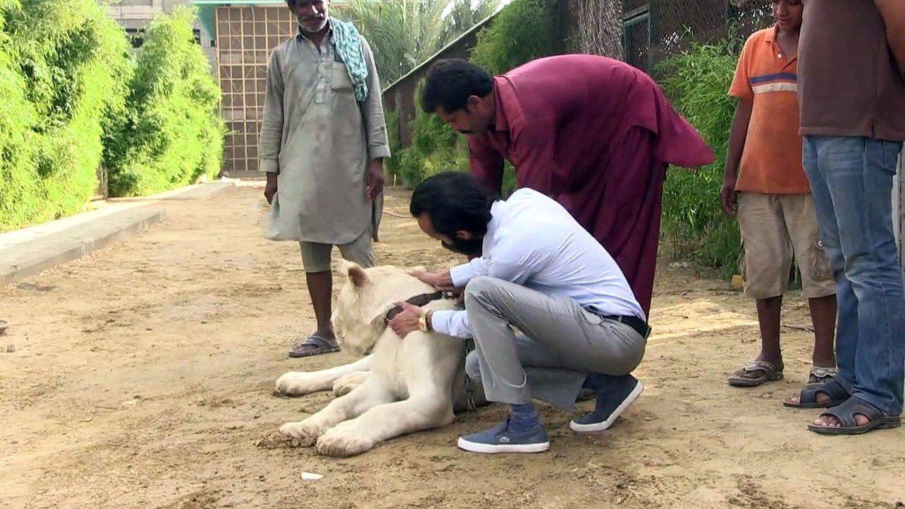 Ricos criam leões como animais de estimação no...