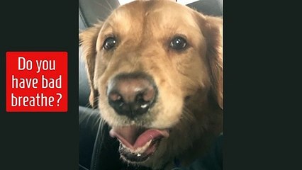 Bud knows bad breathe for dogs can be terrible!