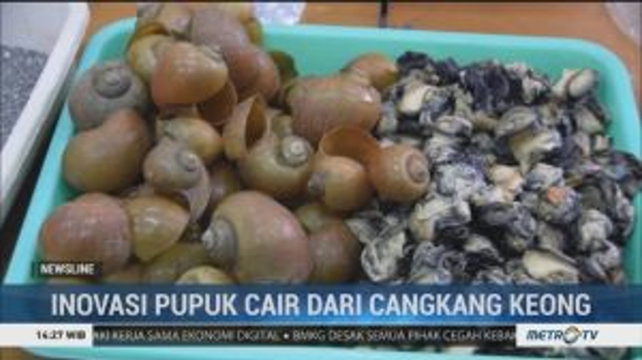 Inovasi Pupuk Cair dari Cangkang Keong