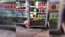 Sıcaktan bunalan köpek buzdolabına girdi