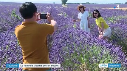 Lavande : le tourisme de masse menace les champs