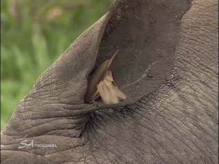 Collaboration parfaite entre un oiseau et un rhinocéros... nettoyage d'oreille