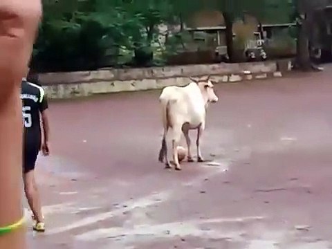 Une vache qui joue au foot... mieux que Ronaldo