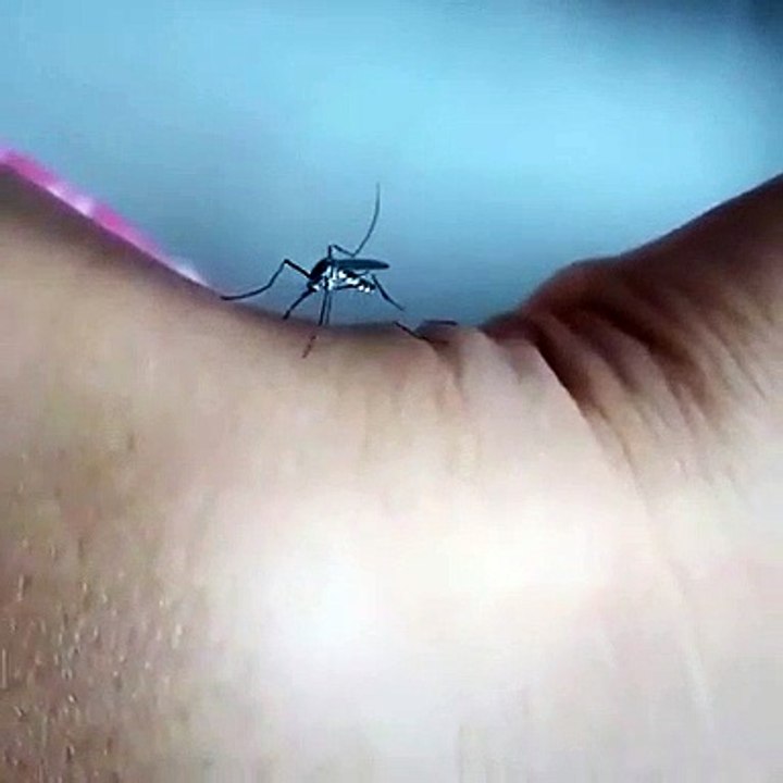 Ce moustique n'arrive pas à piquer cet homme... Ridicule