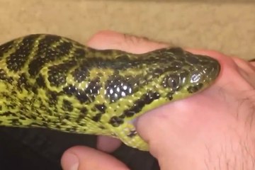 Il laisse son serpent lui manger le doigt