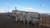 Orta Asya'nın bozkırları değil Erciyes Dağı'nın etekleri